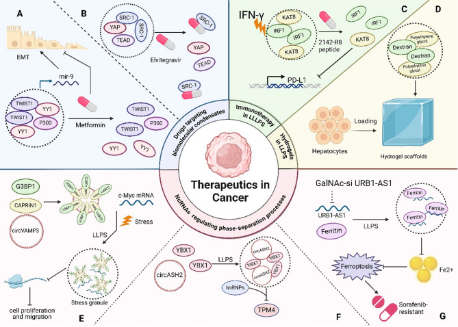 Targeting phase separation: a promising treatment option for hepatocellular carcinoma.