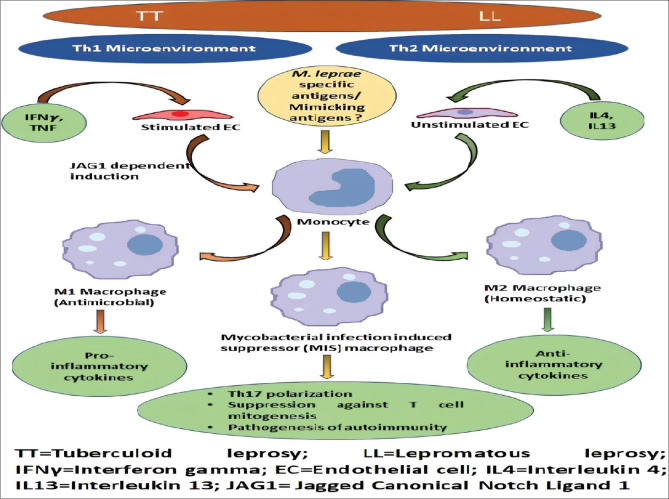 Understanding Autoimmune Response Mechanisms in Leprosy.