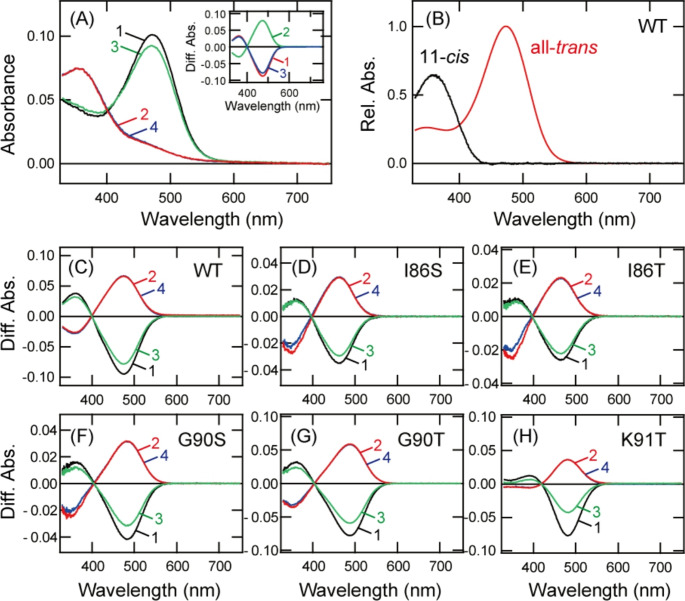A key spectral tuning site of UV-sensitive vertebrate non-visual opsin Opn5.