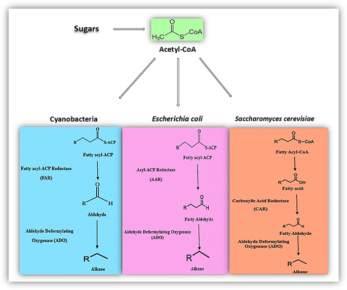 Recent trends in microbial production of alkanes.