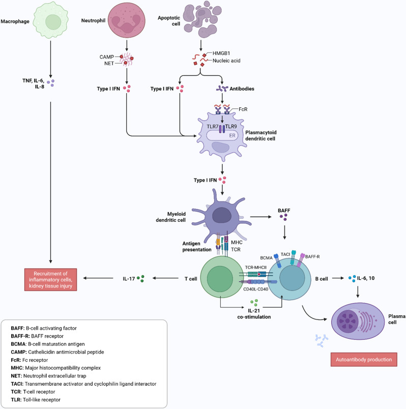 Taming renal inflammation: signaling pathways and therapeutic advances in lupus nephritis.