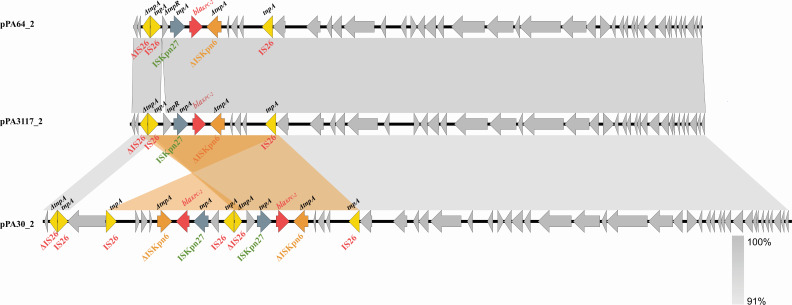 Evolution of XDR <i>Pseudomonas aeruginosa</i> ST463 strains with two plasmids harboring multiple antimicrobial resistance genes.