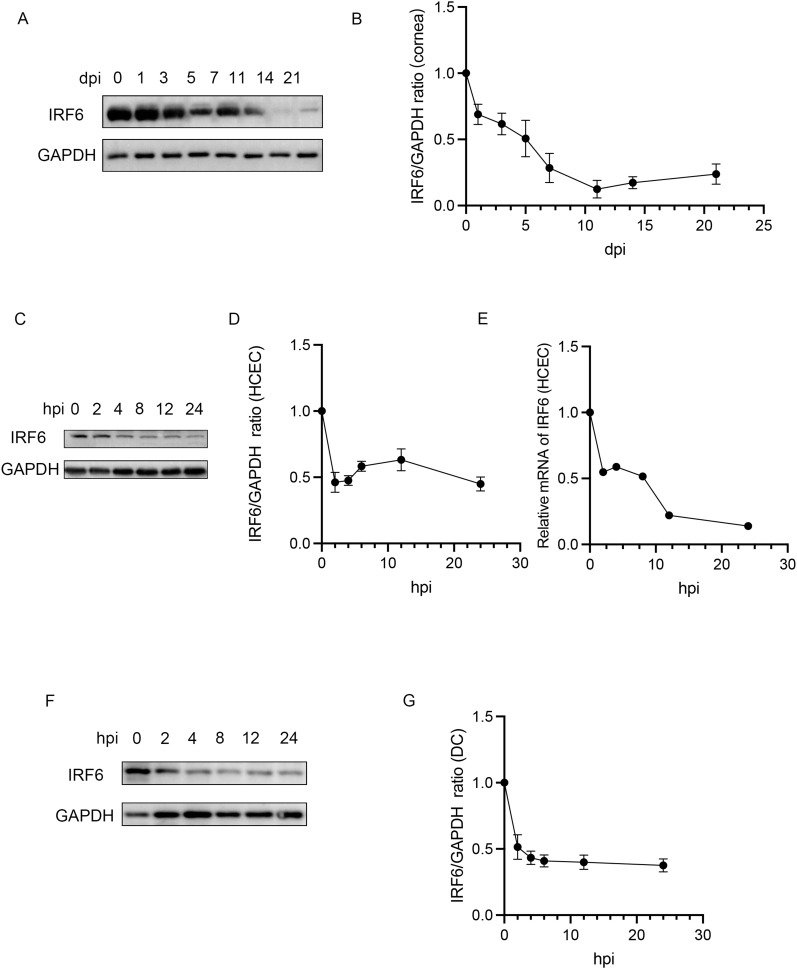 IRF6 Enhances IFN-β Expression and Inhibits Viral Replication to Reduce the Severity of Herpetic Stromal Keratitis.