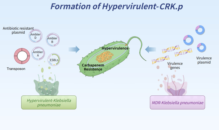 Hypervirulent Carbapenem-resistant <i>Klebsiella pneumoniae</i> Infection: Epidemiology, Virulence, Resistance, and Treatment.