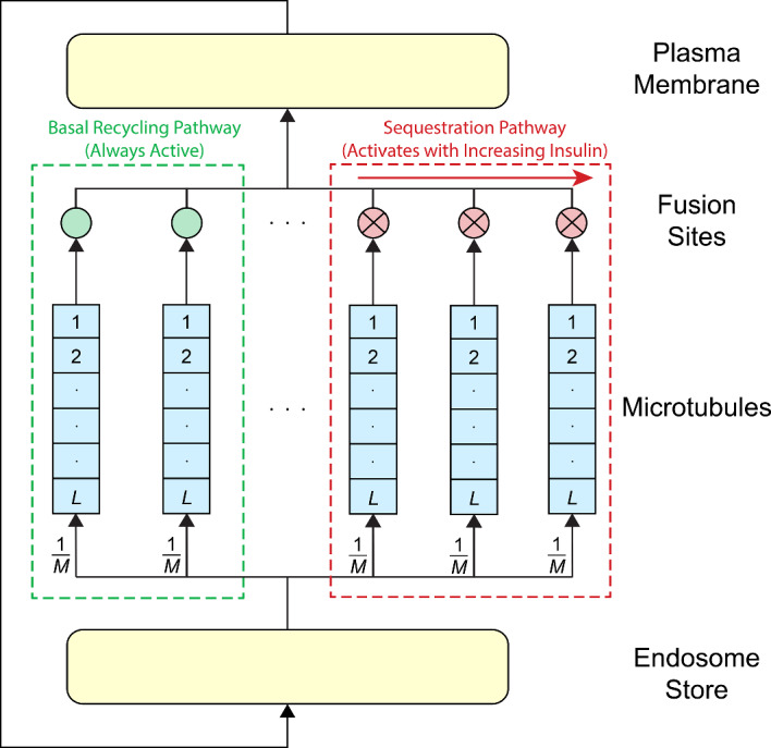 Does GLUT4 Queue? A Mechanistic Mathematical Model for Insulin Response in Adipocytes.