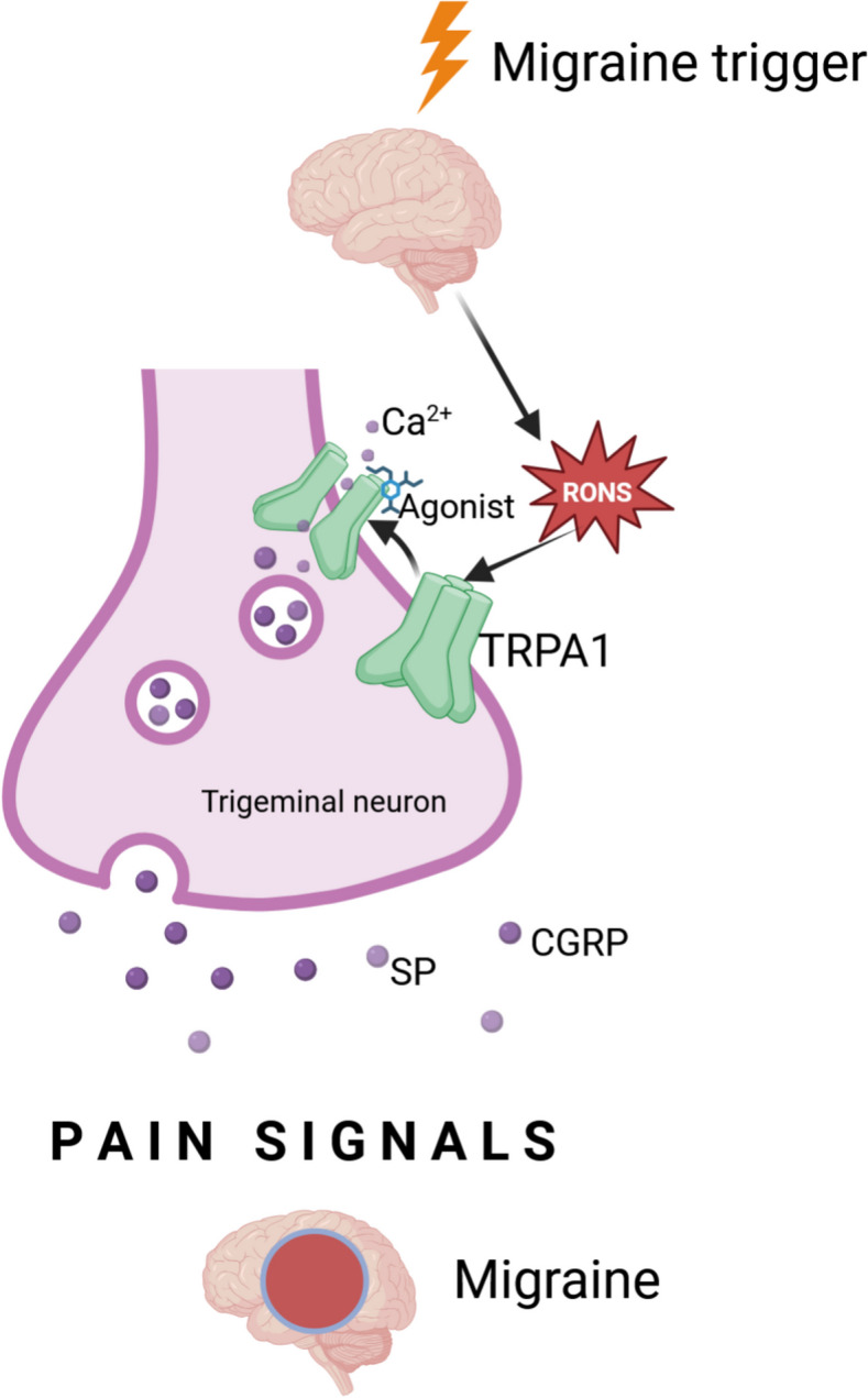 Exploring the epigenetic modifications of the RONS-TRPA1-CGRP axis in migraine pathophysiology.