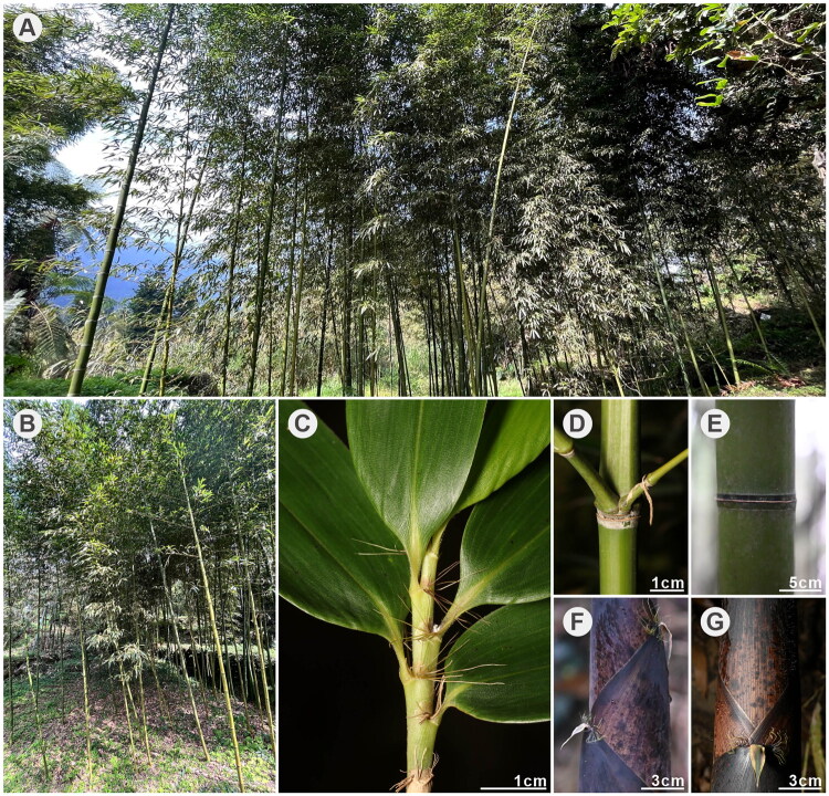 Phylogenomic insights from the complete chloroplast genome of <i>Phyllostachys lithophila</i> (poaceae: bambusoideae: arundinarieae) in Taiwan.