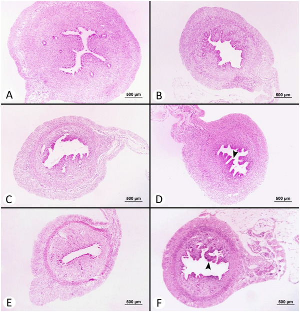 Exploring the Effects of Artemisia absinthium L. Essential Oil on Pseudopregnancy Model in Rats.