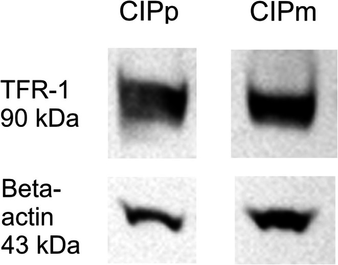 Transferrin Receptor-1: Expression in Canine Mammary Tumours and In Vitro Therapeutic Applications.