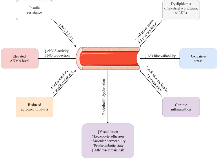 Vascular Endothelium in Health and Disease: Structure, Function, Assessment and Role in Metabolic Disorders.