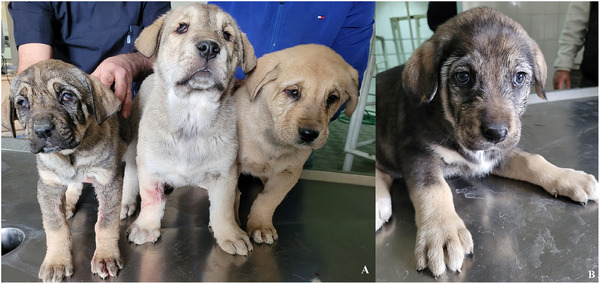 Complex Microphthalmia in Three Central Asian Shepherd Dogs.