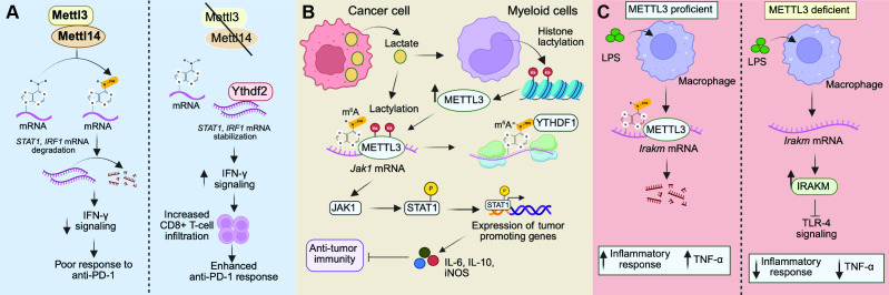m<sup>6</sup>A-driven transcriptomic rewiring in tumor immune surveillance.