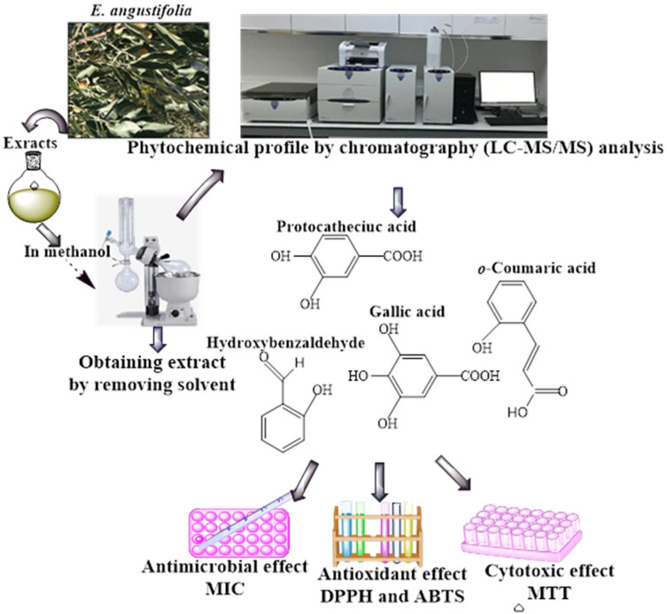 Anticancer, Antioxidant and Antimicrobial Activity of <i>Elaeagnus angustifolia L</i>. Leaf Extract.