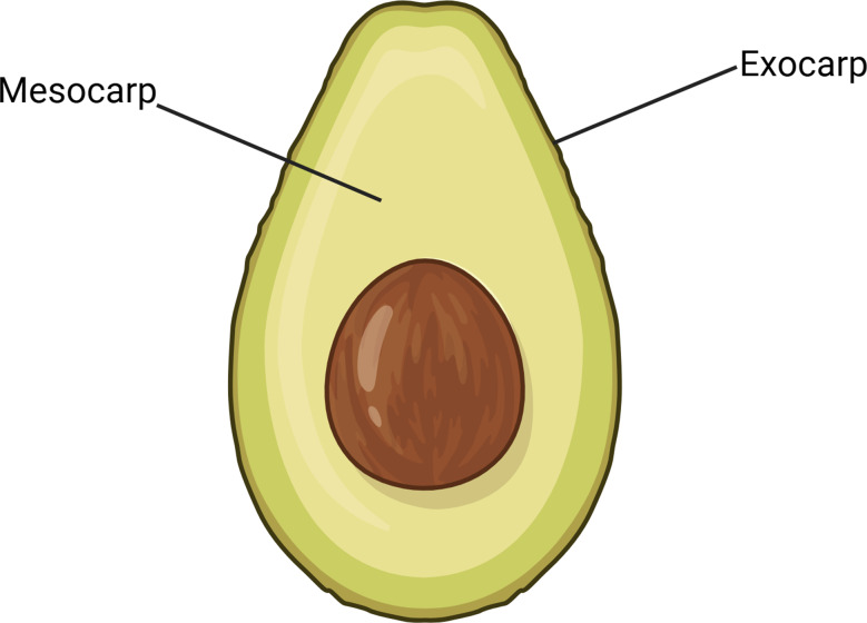 Metal profiling of Hass avocados: a cross-sectional study using ICP-MS and pXRF.