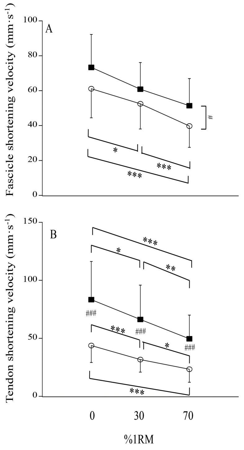 Effects of External Load on the Contribution of Tendon Dynamics During Stretch-Shortening Cycle Exercises.