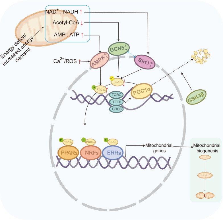 Molecular mechanisms of mitochondrial quality control.