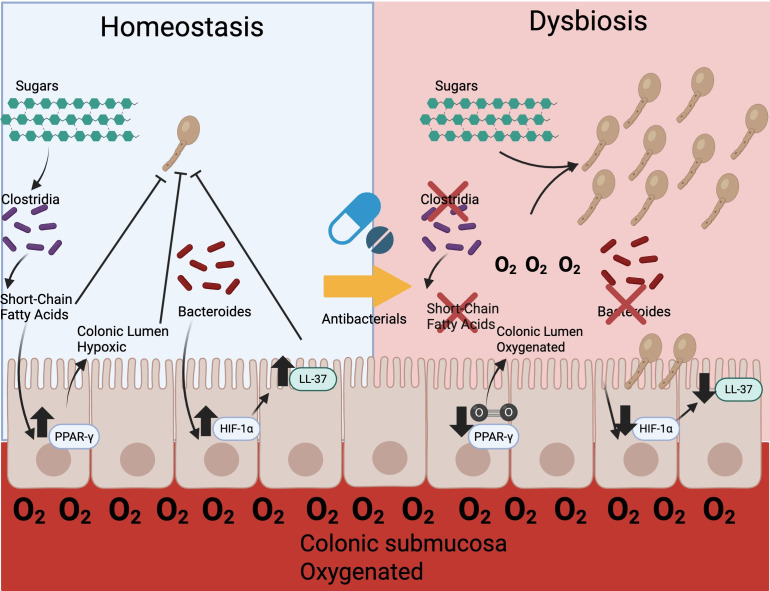 <i>Candida albicans</i> gastrointestinal colonization resistance: a host-microbiome balancing act.