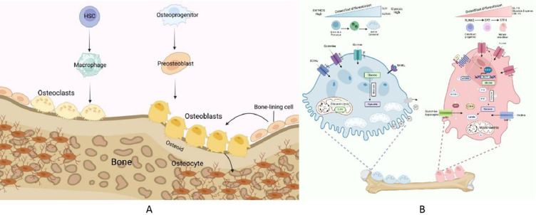 The Role of Sirtuins in Bone Repair From the Perspective of Glucose Metabolism.