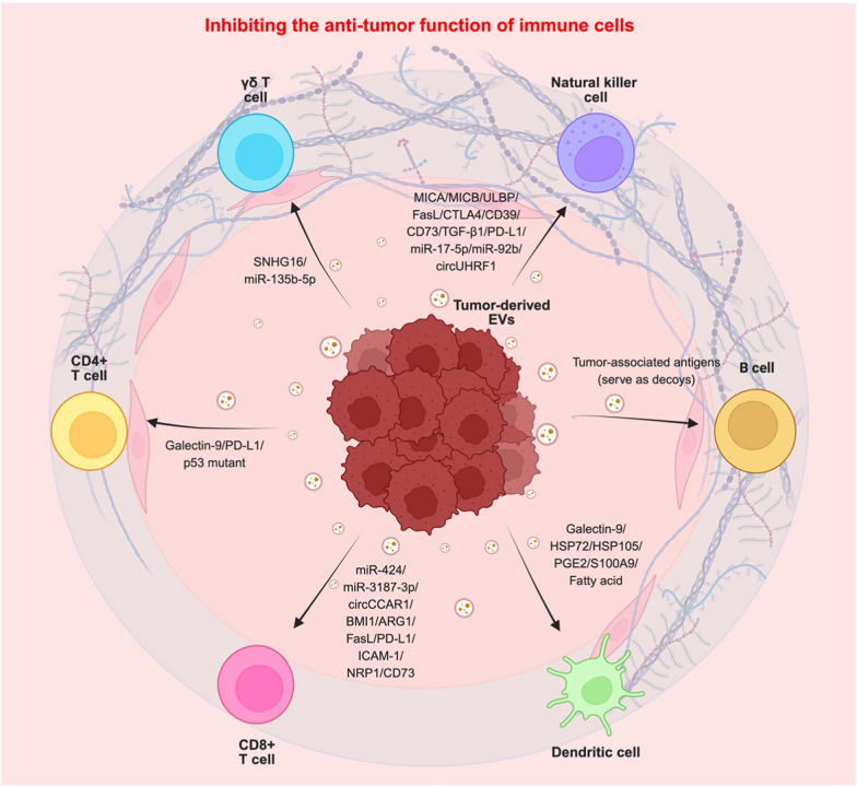 Extracellular vesicles: biogenesis mechanism and impacts on tumor immune microenvironment.