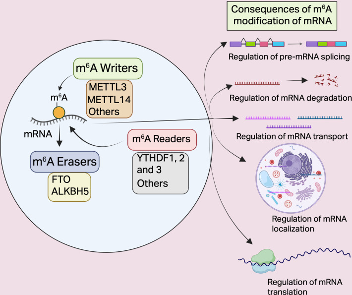 m<sup>6</sup>A-driven transcriptomic rewiring in tumor immune surveillance.