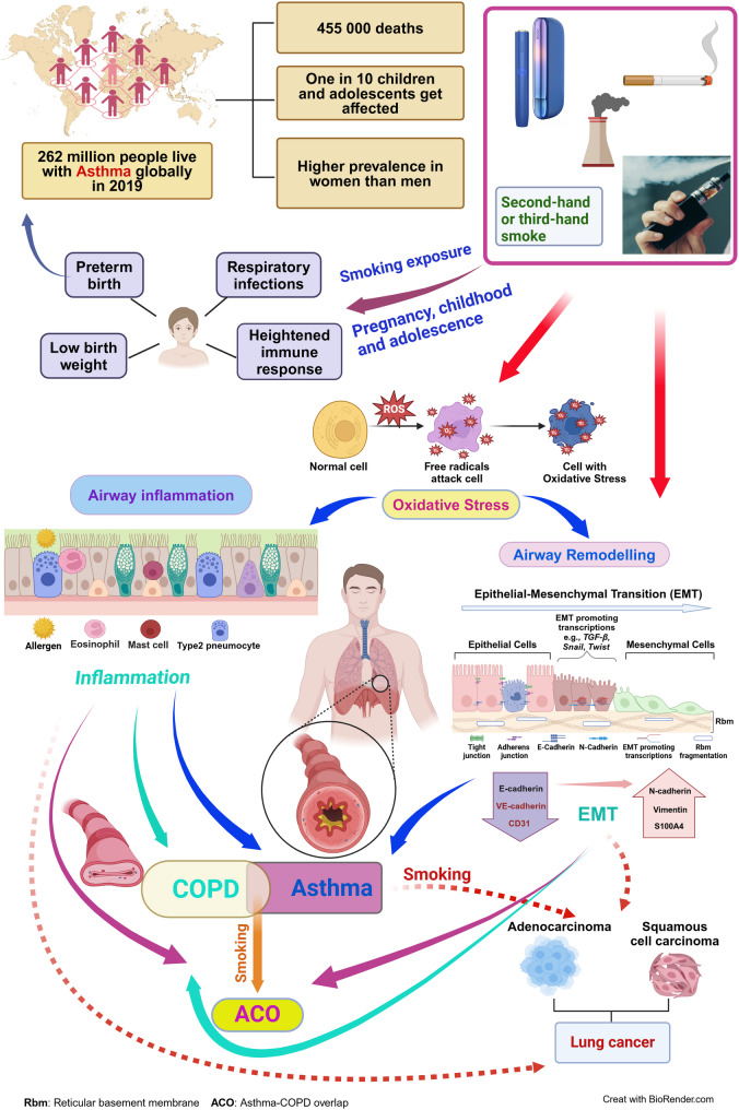 Tobacco and asthma: presenting the world health organization (WHO) tobacco knowledge summary.