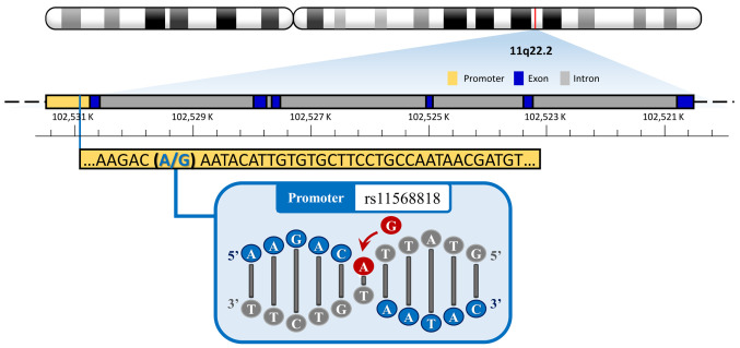 Associations of Matrix Metalloproteinase-7 Promoter Genotypes With Asthma Risk in Taiwan.