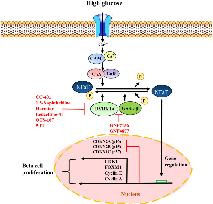 Drug-induced regeneration of pancreatic beta cells: An approach to cellular therapeutic targets.