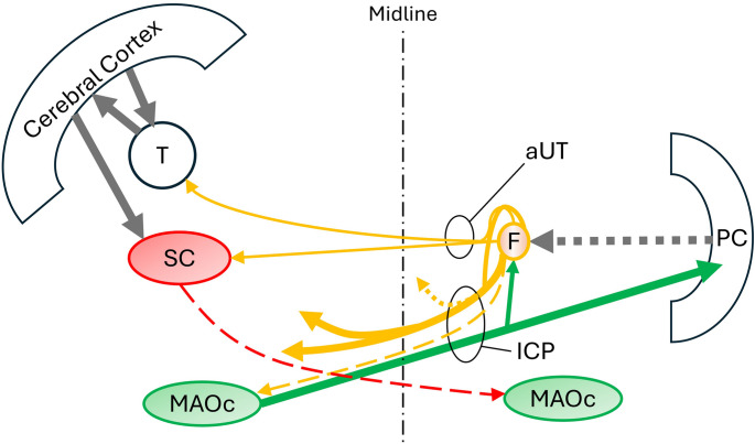 Multifaceted Mesodiencephalic Triangles: Insights into Hypertrophic Olivary Degeneration and Oculopalatal Tremor Pathophysiology.