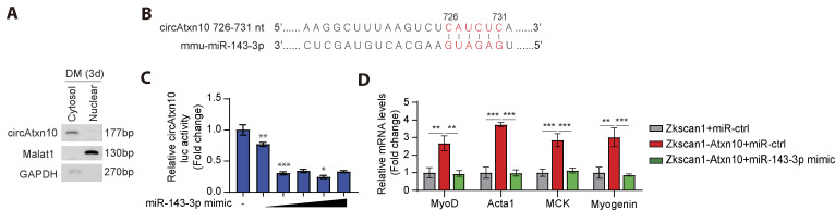 Circular RNA circAtxn10 regulates skeletal muscle cell differentiation by targeting miR-143-3p and Chrna1.