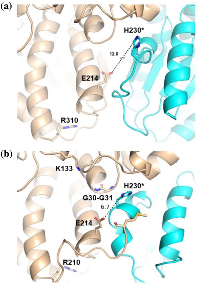 Crystal structures of Salmonella enterica FraB deglycase reveal a conformational heterodimer with remarkable structural plasticity at the active site.