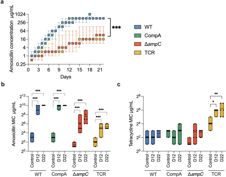 Driving factors for beta-lactam resistance gene amplification during <i>de novo</i> resistance evolution in <i>E. coli</i>.