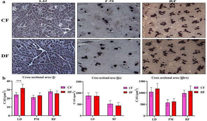 Comparison of Meat Quality and fibre Characteristics in Pigs Breeding in Cement Floor and Deep Litter Floor.