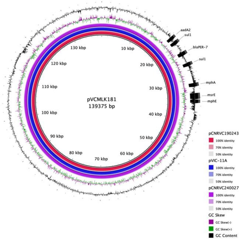 Genomic characterization of multidrug-resistant extended-spectrum β-lactamase-producing Vibrio cholerae O1 strains from 2022 cholera outbreak in Kenya.