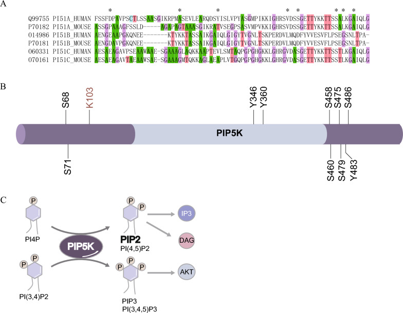 Implicates of PIP5K1α in asthma-related biological processes: insights into mechanisms and therapeutic potential.