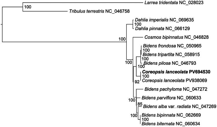 The complete chloroplast genome of <i>Coreopsis lanceolata</i> L. and its phylogenetic analysis.