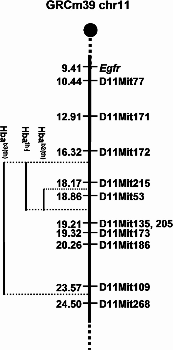 Snrnp25 is a candidate for the peri-implantation lethal phenotype of the Hba deletions.