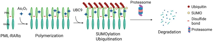 Small-Molecule-Induced Protein Polymerization: Mechanisms and Therapeutic Implications.