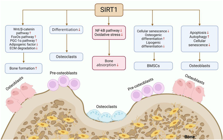 The Role of Sirtuins in Bone Repair From the Perspective of Glucose Metabolism.