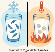 Survival Rate of Toxoplasma gondii Tachyzoites in Cow's Milk at Different Temperatures.