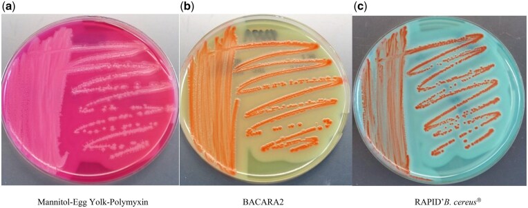 Enumeration Comparison Study of BACARA® 2 and RAPID'B. cereus® Agars to Mannitol-Egg Yolk-Polymyxin (MYP) Agar for Detection of Bacillus cereus Group Strains.