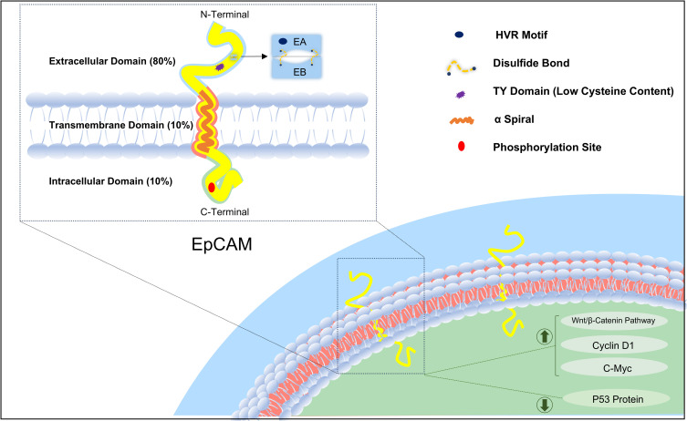 Emerging Applications of EpCAM-Targeted Nuclear Medicine Probes: Current Research and Future Perspectives.