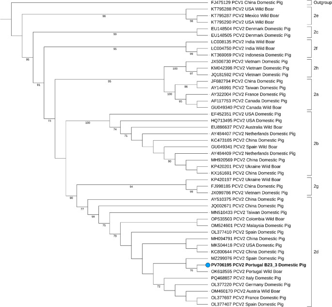 Detection of PCV2d in pig industry of the Iberian Peninsula.