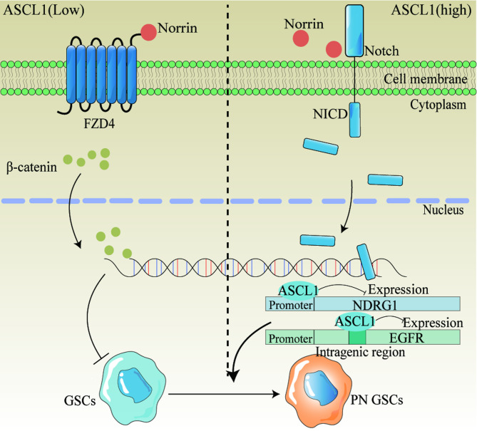 Phenotypic variations in glioma stem cells: regulatory mechanisms and implications for therapeutic strategies.