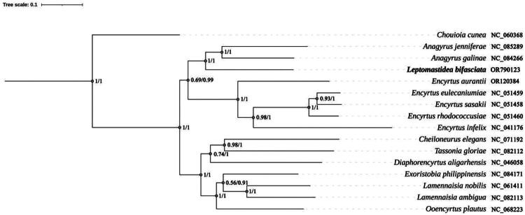 The complete mitochondrial genome of <i>Leptomastidea bifasciata</i> (Hymenoptera: Chalcidoidea: Encyrtidae) and phylogenetic analysis.