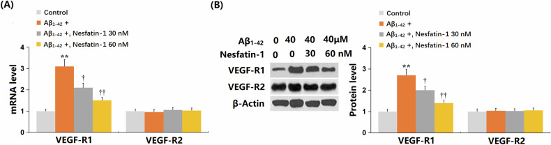 Nesfatin-1 ameliorates blood-brain barrier dysfunction in Alzheimer's disease by targeting VEGF-R1 and reducing cellular senescence in brain vascular endothelial cells.