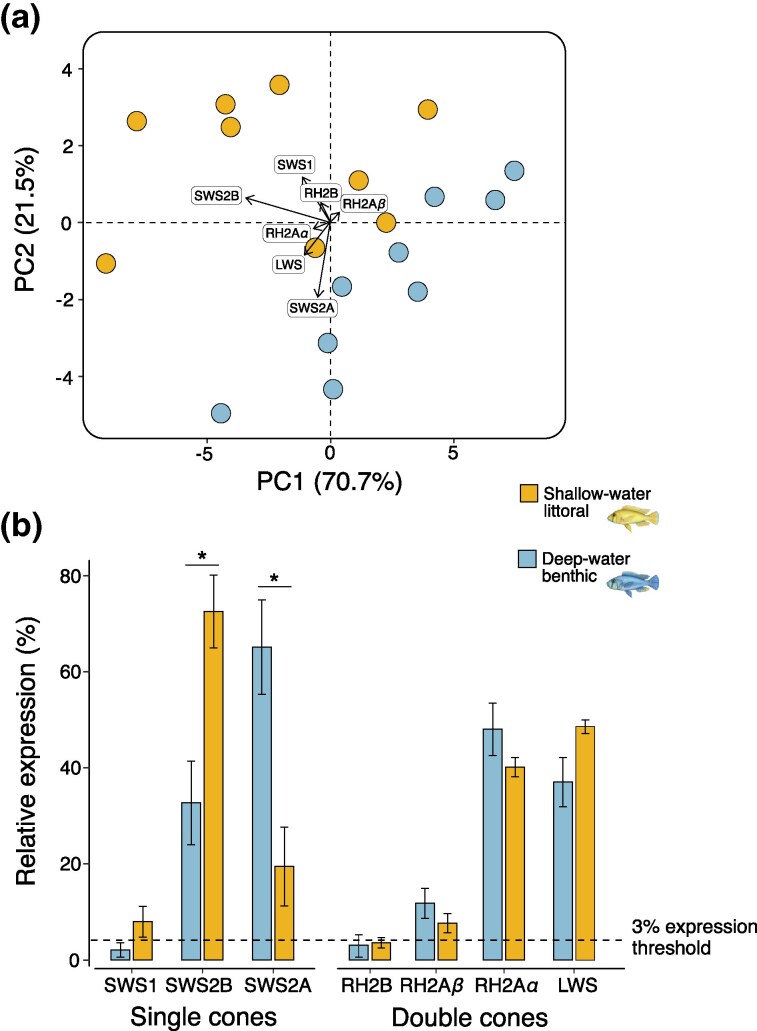 Rapid Divergence of Visual Systems and Signaling Traits to Contrasting Light Regimes During Early Speciation of African Crater Lake Cichlid Fish.