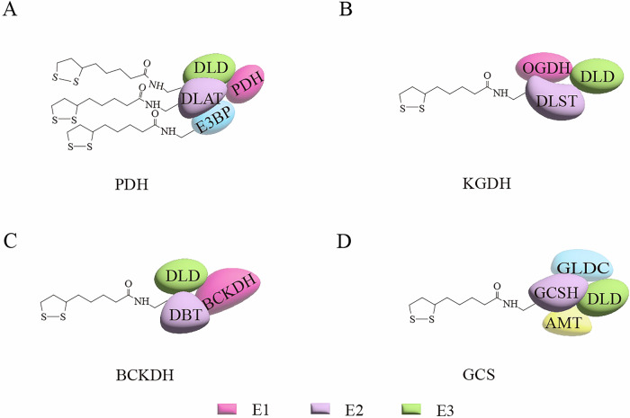 Protein lipoylation in cancer: metabolic reprogramming and therapeutic potential.