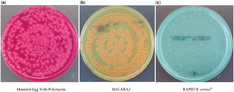 Enumeration Comparison Study of BACARA® 2 and RAPID'B. cereus® Agars to Mannitol-Egg Yolk-Polymyxin (MYP) Agar for Detection of Bacillus cereus Group Strains.