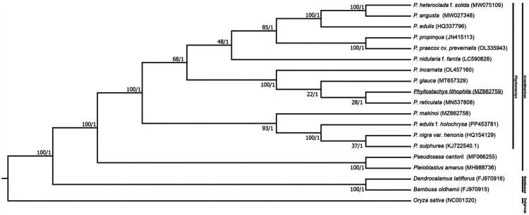 Phylogenomic insights from the complete chloroplast genome of <i>Phyllostachys lithophila</i> (poaceae: bambusoideae: arundinarieae) in Taiwan.