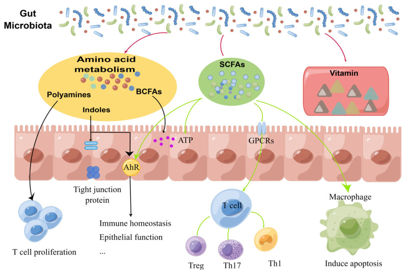 Taking intestinal microbes and the immune system as opportunities to maintain the intestinal health of piglets: review.